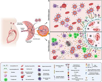 Congenital Transmission of Apicomplexan Parasites: A Review